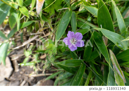 大菩薩嶺 (大菩薩峠登山口→石丸峠→上日川峠) 大菩薩嶺 (大菩薩峠登山口→石丸峠→上日川峠) 118931340