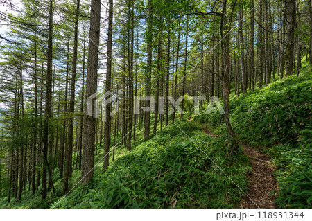 大菩薩嶺 (大菩薩峠登山口→石丸峠→上日川峠) 118931344