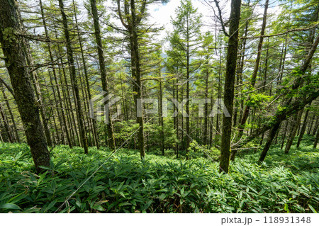 大菩薩嶺 (大菩薩峠登山口→石丸峠→上日川峠) 118931348