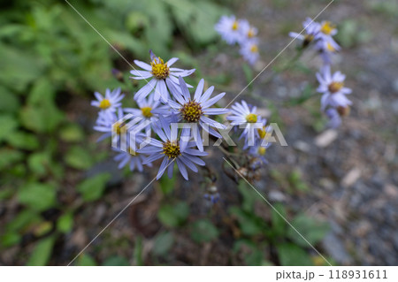 北岳登山 (広河原山荘→北岳山荘) 北岳登山 (広河原山荘→北岳山荘) 118931611