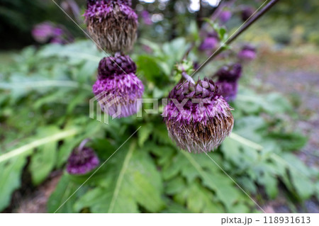 北岳登山 (広河原山荘→北岳山荘) 北岳登山 (広河原山荘→北岳山荘) 118931613
