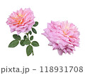 バラの花　切り抜き　ピンク 118931708