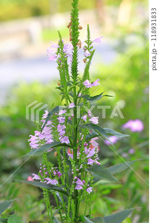 花虎の尾(ハナトラノオ)の花 花虎の尾(ハナトラノオ)の花 118931833