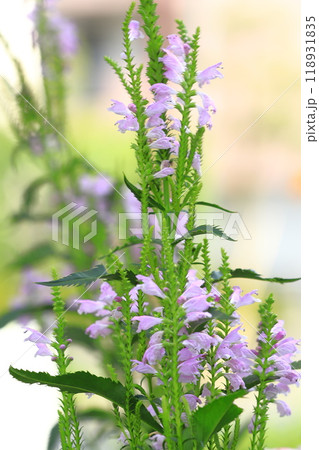 花虎の尾(ハナトラノオ)の花 花虎の尾(ハナトラノオ)の花 118931835