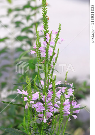 花虎の尾（ハナトラノオ）の花 118931838