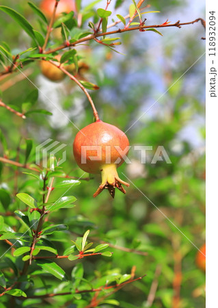 赤く色づいたヒメザクロ（チョウセンザクロ）の実 118932094