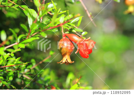 赤く色づいたヒメザクロ（チョウセンザクロ）の実 118932095