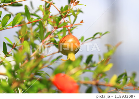 赤く色づいたヒメザクロ（チョウセンザクロ）の実 118932097