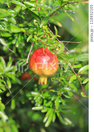 赤く色づいたヒメザクロ(チョウセンザクロ)の実 赤く色づいたヒメザクロ(チョウセンザクロ)の実 118932105