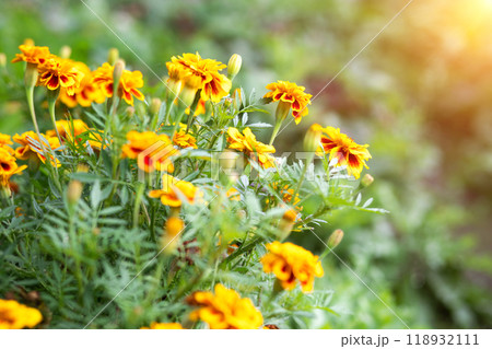 Orange marigold tagetes flowers grow in the garden on flowerbed on sunny summer day. Concept of gardening, floriculture, growing homemade flowers 118932111