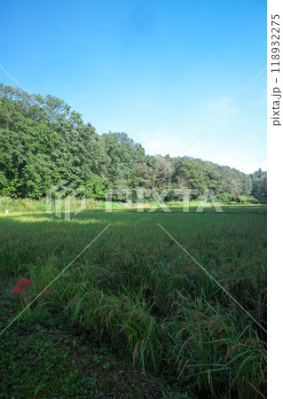 刈り取り前のの狭山丘陵内の岸田んぼ 118932275