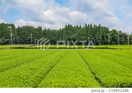 かごしま茶茶畑 かごしま茶茶畑 118932286
