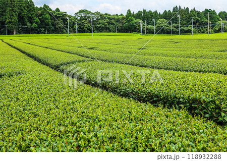かごしま茶茶畑 118932288