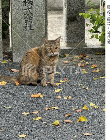 福岡県　宇原神社にお参り 118932688