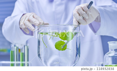 The picture depicts a scientist delicately picking up a pennywort from a water beaker with tweezers. The scene is set in a tidy laboratory with scientific equipment and more pennywort samples. The picture depicts a scientist delicately picking up a pennywort from a water beaker with tweezers. The scene is set in a tidy laboratory with scientific equipment and more pennywort samples. 118932838
