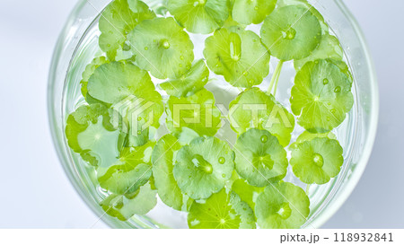 Sample image used for the gotu kola experiment using a close-up high angle shows gotu kola branches floating on the surface of a liquid placed on a white table in a laboratory. 118932841