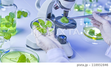 Scientists use tweezers to collect centella samples from a petri dish and observe them under a microscope, while pennywort samples are stored in glass containers in a modern lab. 118932846