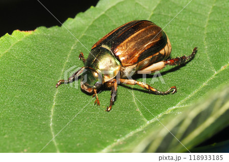 コガネムシの一種 118933185