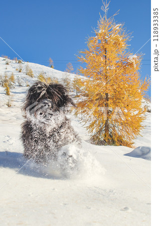 A mountain sheepdog runs in the snow 118933385