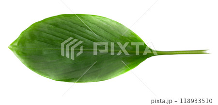 Ginger and ginger leaves isolated on white background 118933510