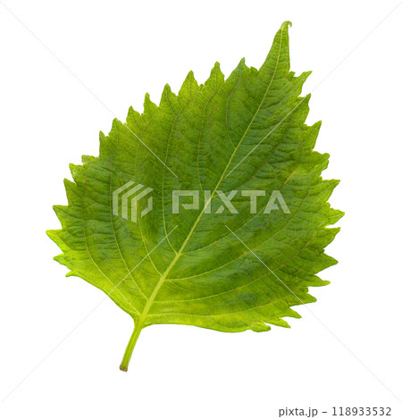 Fresh Green Shiso or Oba leaf isolated on a white background. Fresh Green Shiso or Oba leaf isolated on a white background. 118933532