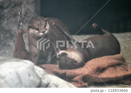 じゃれあうコツメカワウソの夫婦① じゃれあうコツメカワウソの夫婦① 118933608