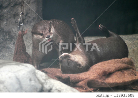 じゃれあうコツメカワウソの夫婦② 118933609