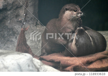 じゃれあうコツメカワウソの夫婦③ じゃれあうコツメカワウソの夫婦③ 118933610