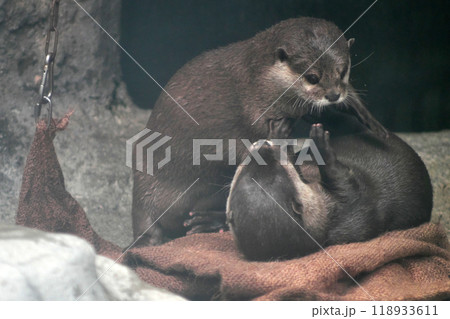 じゃれあうコツメカワウソの夫婦⑦ じゃれあうコツメカワウソの夫婦⑦ 118933611