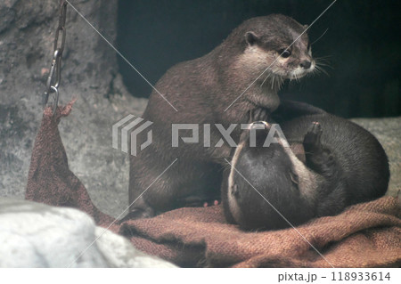 じゃれあうコツメカワウソの夫婦④ 118933614