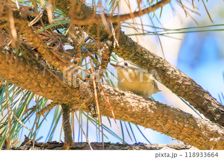 松の木で餌を探して飛び回る日本最小の鳥可愛いキクイタダキ(ウグイス科)江戸川区葛西臨海公園2023 松の木で餌を探して飛び回る日本最小の鳥可愛いキクイタダキ(ウグイス科)江戸川区葛西臨海公園2023 118933664