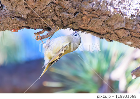 松の木で餌を探して飛び回る日本最小の鳥可愛いキクイタダキ（ウグイス科）江戸川区葛西臨海公園2023 118933669