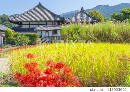 飛鳥寺とコスモスと彼岸花　初秋の風景　（奈良県明日香村） 118933692