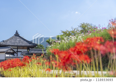 飛鳥寺とコスモスと彼岸花　初秋の風景　（奈良県明日香村） 118933693