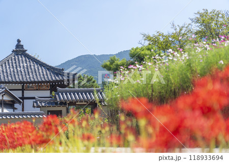 飛鳥寺とコスモスと彼岸花　初秋の風景　（奈良県明日香村） 118933694