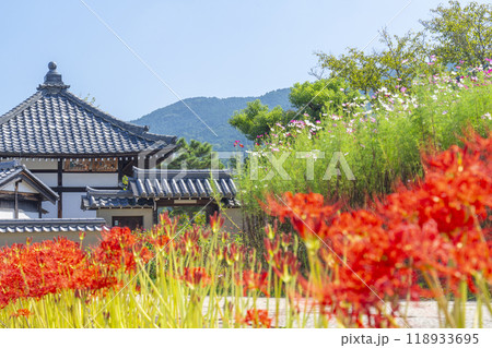 飛鳥寺とコスモスと彼岸花　初秋の風景　（奈良県明日香村） 118933695
