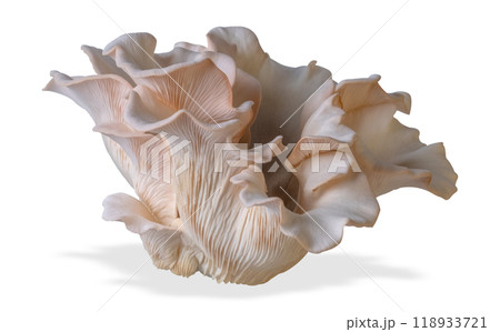Isolated oyster mushroom cut out on white background. Isolated oyster mushroom cut out on white background. 118933721
