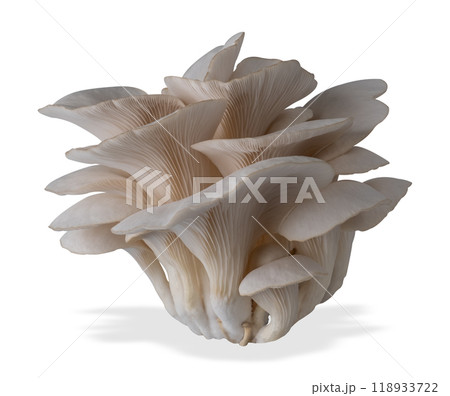 Isolated oyster mushroom cut out on white background. Isolated oyster mushroom cut out on white background. 118933722