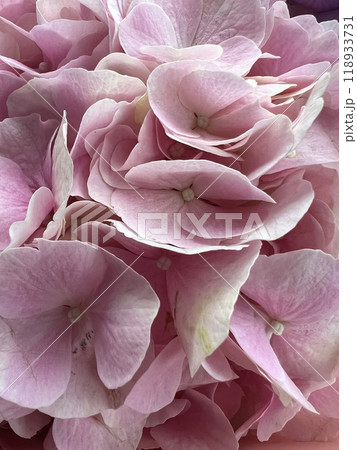 Bouquet of colorful hydrangeas close-up 118933731