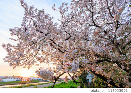 夕暮れの川辺で満開に咲く美しいソメイヨシノ（桜）。神奈川県-2024年撮影。 118933991