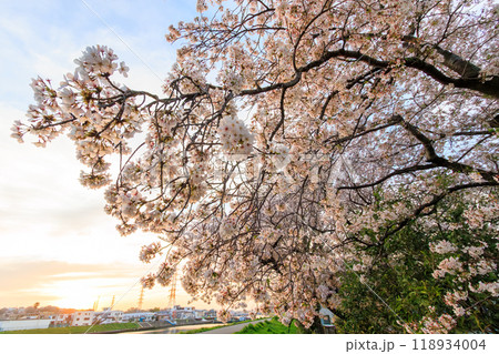 夕暮れの川辺で満開に咲く美しいソメイヨシノ（桜）。神奈川県-2024年撮影。 118934004
