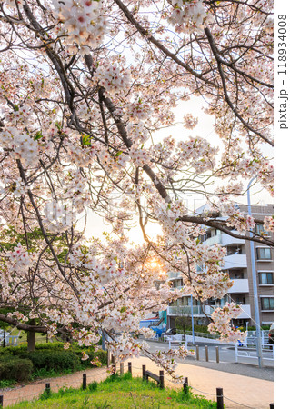 夕暮れの川辺で満開に咲く美しいソメイヨシノ(桜)。神奈川県-2024年撮影。 夕暮れの川辺で満開に咲く美しいソメイヨシノ(桜)。神奈川県-2024年撮影。 118934008