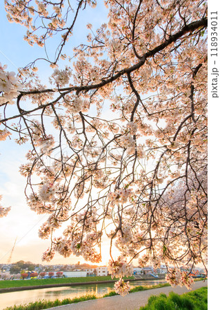 夕暮れの川辺で満開に咲く美しいソメイヨシノ(桜)。神奈川県-2024年撮影。 夕暮れの川辺で満開に咲く美しいソメイヨシノ(桜)。神奈川県-2024年撮影。 118934011