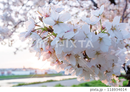 夕暮れの川辺で満開に咲く美しいソメイヨシノ(桜)。神奈川県-2024年撮影。 夕暮れの川辺で満開に咲く美しいソメイヨシノ(桜)。神奈川県-2024年撮影。 118934014