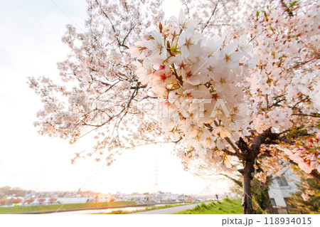 夕暮れの川辺で満開に咲く美しいソメイヨシノ(桜)。神奈川県-2024年撮影。 夕暮れの川辺で満開に咲く美しいソメイヨシノ(桜)。神奈川県-2024年撮影。 118934015