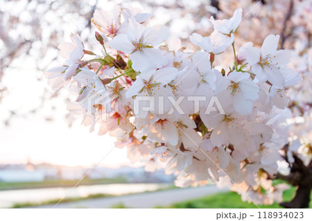 夕暮れの川辺で満開に咲く美しいソメイヨシノ（桜）。神奈川県-2024年撮影。 118934023