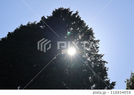 白く光り輝く太陽と緑の葉の大樹と青空の風景 白く光り輝く太陽と緑の葉の大樹と青空の風景 118934059
