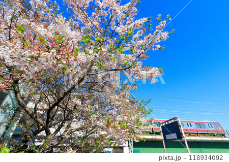 川辺で満開に咲く美しいソメイヨシノ（桜）と赤い電車  日本国神奈川県横浜市鶴見区、鶴見川にて2024 118934092