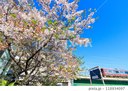 川辺で満開に咲く美しいソメイヨシノ（桜）と赤い電車  日本国神奈川県横浜市鶴見区、鶴見川にて2024 118934097