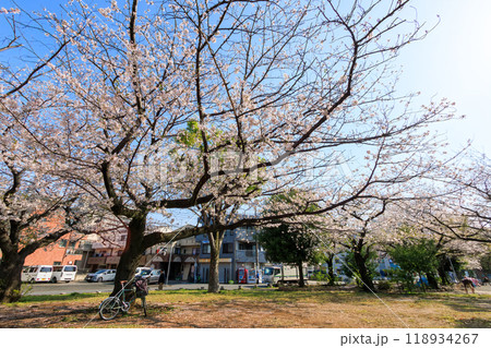 都市公園で満開に咲く美しいソメイヨシノ（桜）神奈川県-2024年撮影。 118934267
